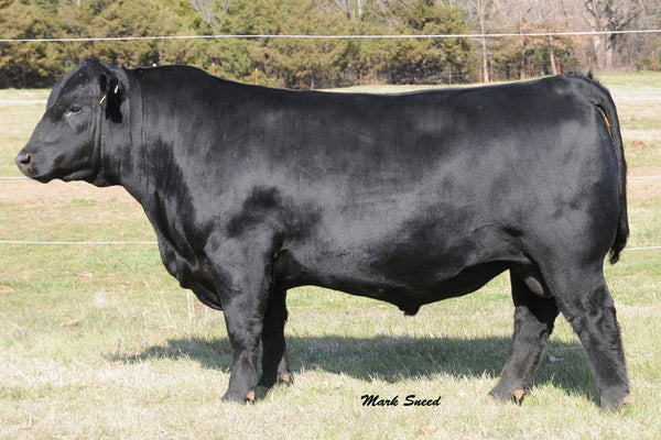 Lonestar – GRISWOLD CATTLE