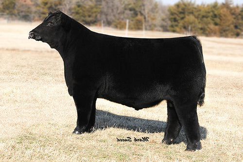 Maine Anjou – GRISWOLD CATTLE