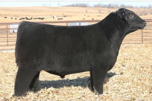 Composite – GRISWOLD CATTLE